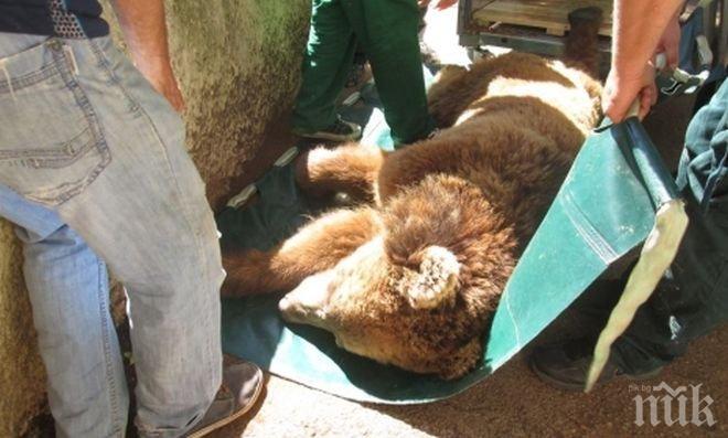 Мечоците Виктория и Миладин се прибраха в плевенския зоопарк