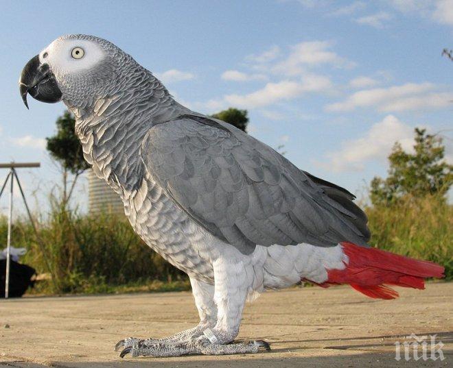 Мъж опита да внесе 10 папагала през Капитан Андреево без документи