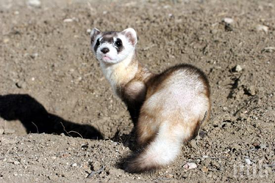 Агресивен пор подлуди Плиска, опустоши цяла къща