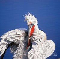 Ето какво ще откриете в Дуранкулашкото езеро