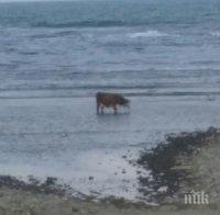 Плажът в Царево се превърна в ад за туристите! След като се разби хеликоптер там, днес хората наблюдават крави и магарета в морето (снимки)