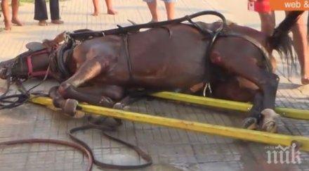 брутална жестокост диваци шекер махала пребиха кон паднал пътя видео