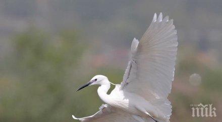 ибиша световно значение гнездящия малък корморан