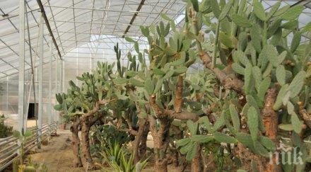 университетската ботаническа градина балчик става години