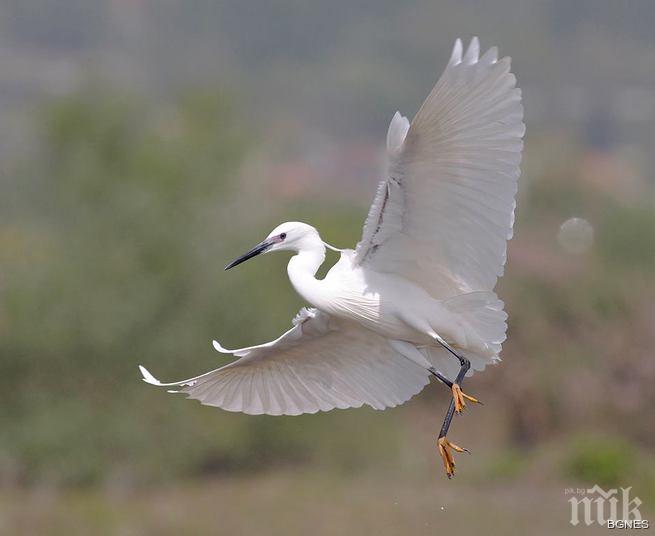Ибиша е място от световно значение за гнездящия малък корморан