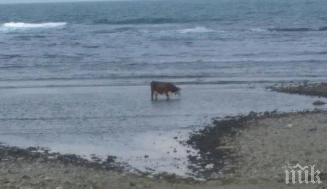 Плажът в Царево се превърна в ад за туристите! След като се разби хеликоптер там, днес хората наблюдават крави и магарета в морето (снимки)