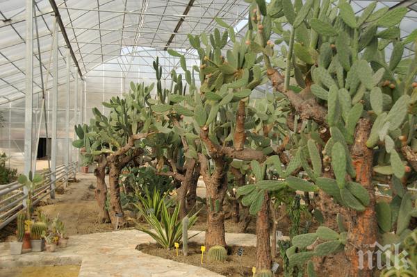 Университетската ботаническа градина в Балчик става на 60 години