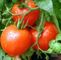 Гръцкият домат срива цената на родния
