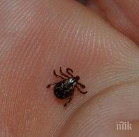 Двама болни от марсилска треска и четирима от лаймска болест в Старозагорско