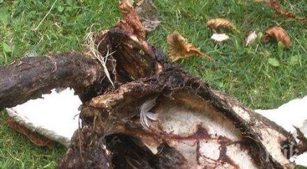 срещнах убиец гората