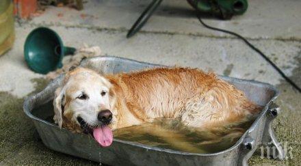 летните горещини опасни домашните любимци