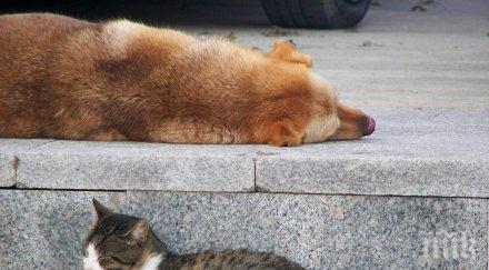 котешки набези