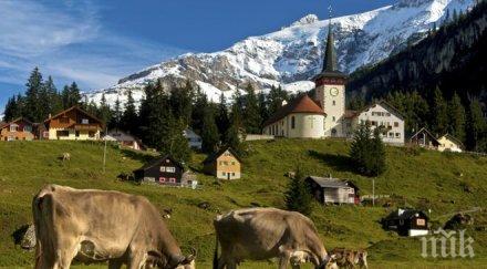 поят швейцарски крави хеликоптери