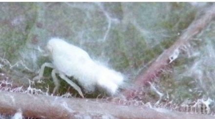 ужас варна странни бели насекоми плъзнаха града правят огромни поразии