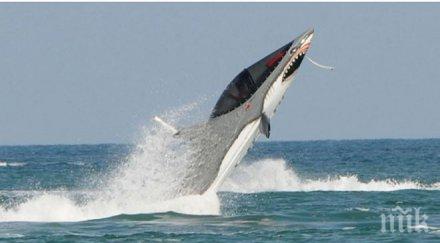 вижте новата атракция всички слънчев бряг полудяха