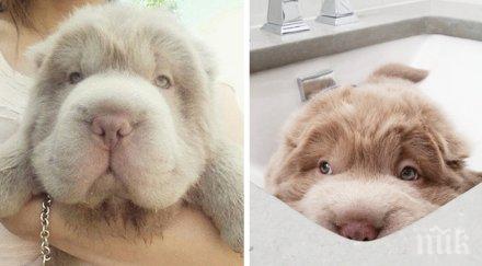 кучето изглежда мече повече приятели мен написа социалните мрежи