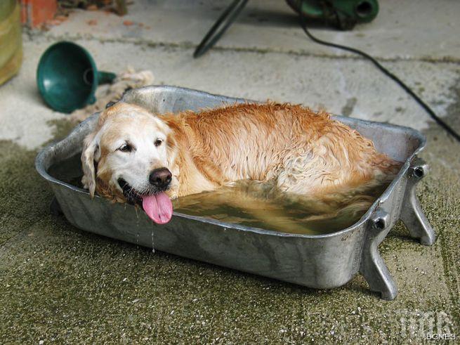 Летните горещини са опасни и за домашните любимци