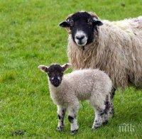 Болните от бруцелоза животни ще бъдат умъртвени чрез евтаназия
