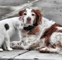 Фондация „Четири лапи“ подкрепя полицията при разследване на престъпления срещу животни
