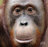 В Малайзия тестват орангутани за COVID-19