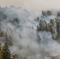 Еколог: Гората се изменя след всеки пожар