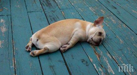 снимки показващи изглеждат различни животни нужда почивка