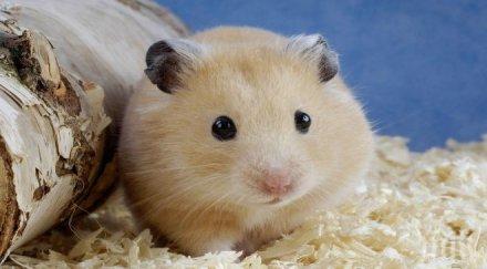 хамстерите щастливи имат хамак