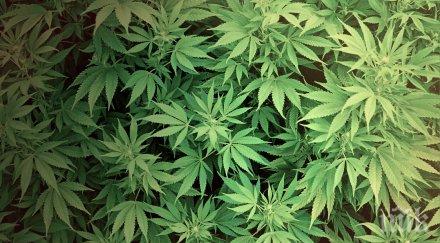 намериха килограм канабис дома годишен