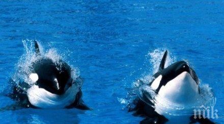 руски учени вземат биопсия живи китове камчатка