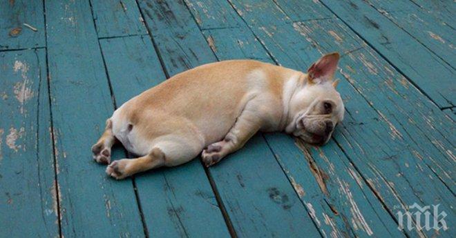 Снимки показващи как изглеждат различни животни при нужда от почивка