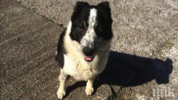 Организират форум за зоополицията у нас