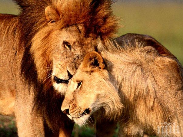 Смъртта на лъва Сесил потресе и САЩ - забраняват ловните трофеи