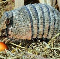 Напаст! Броненосци сеят проказа във Флорида