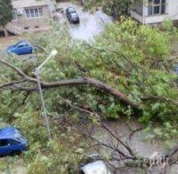 След бурята в София: прекъснато електричество и паднали дървета