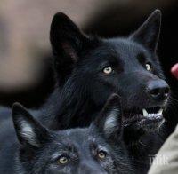 Местят Хензел и Гретел в специален зоокът