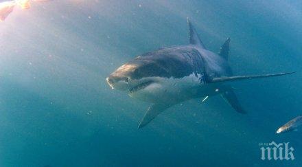 акула попречи плувец постави рекорд