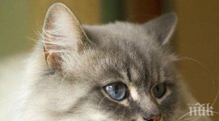 извадиха жива котка потънала моторница