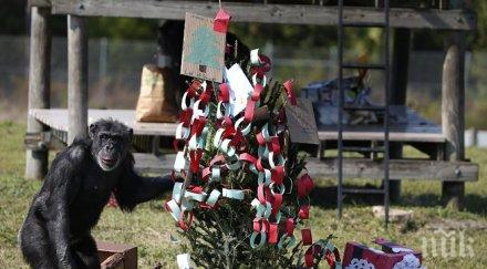 съд отказа признае шимпанзета личности