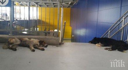 пик кошмар икеа огромни кучета завзеха хипермаркета клиенти ужас децата потресаващи снимки