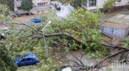 бурята софия прекъснато електричество паднали дървета