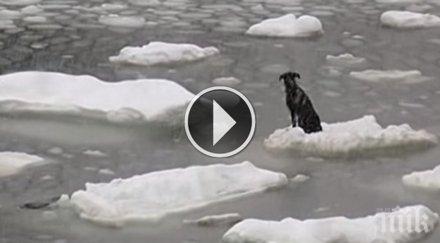 беззащитно кученце стоеше средата нищото случи сърцето сви