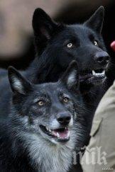 местят хензел гретел специален зоокът