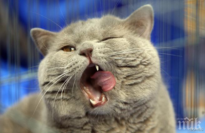 Мъж се цели котката, гръмва братовчеда