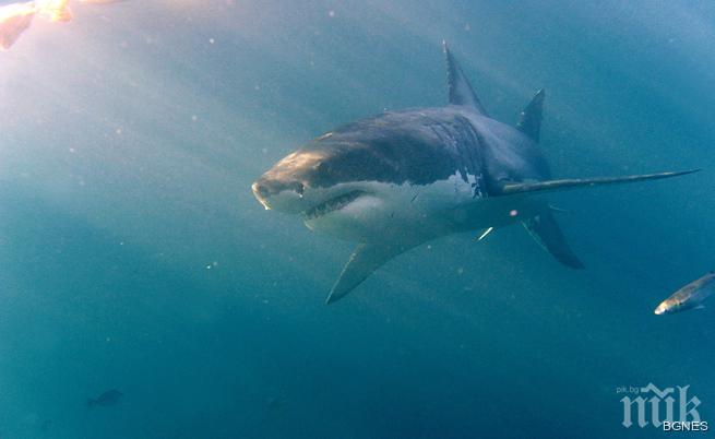 Акула попречи на плувец да постави рекорд