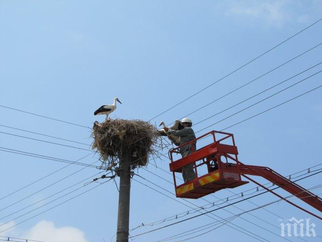 Спасиха млад щъркел в Тръстиково