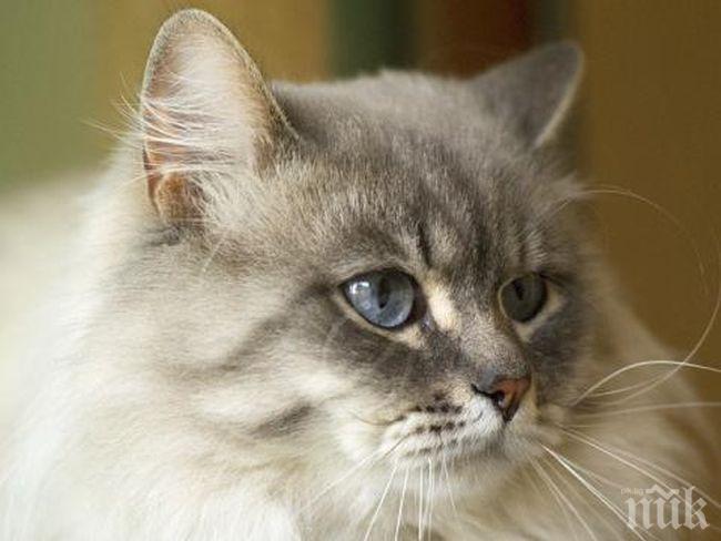 Извадиха жива котка от потънала моторница