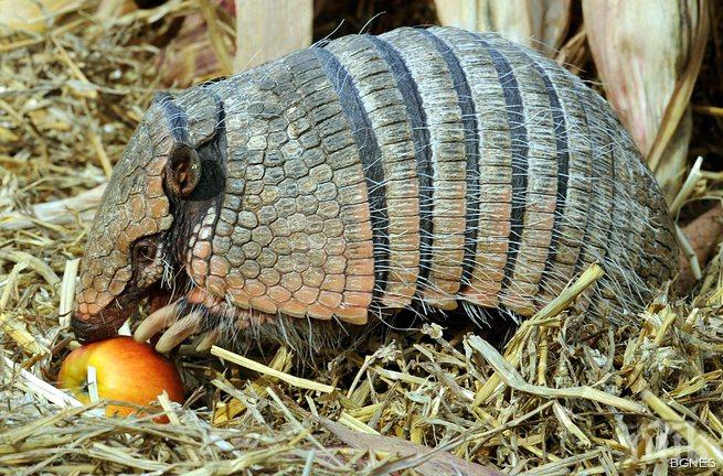 Напаст! Броненосци сеят проказа във Флорида