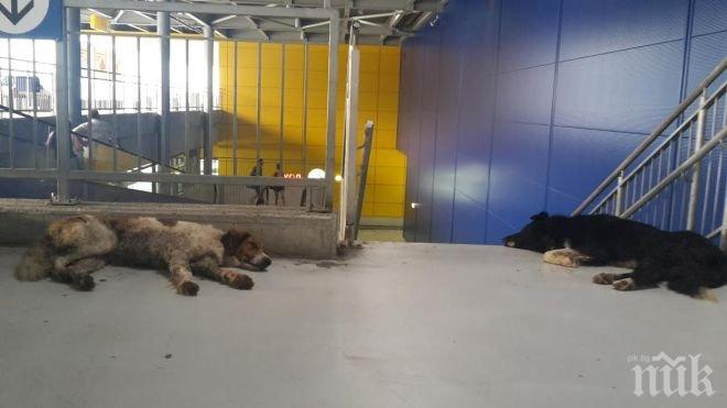 САМО в ПИК! Кошмар в Икеа! Огромни кучета завзеха хипермаркета, клиенти са в ужас за децата си! (потресаващи снимки)