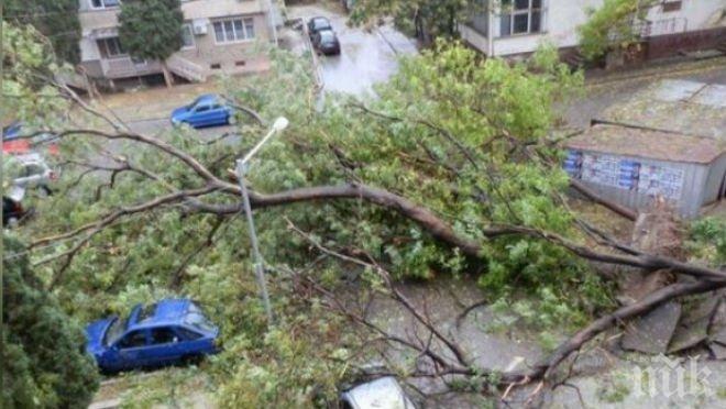 След 12 дни от снежната буря и 5000 сигнала: Падналите дървета стоят по улиците на София