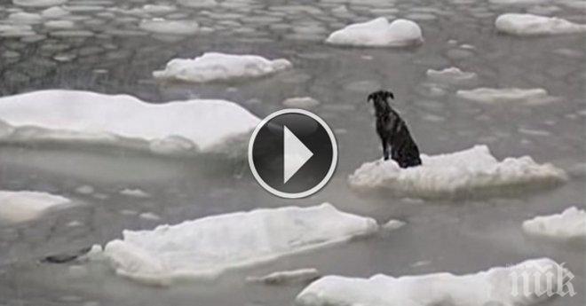 Това беззащитно кученце стоеше само по средата на нищото. Какво се случи след това? Сърцето ми се сви! 